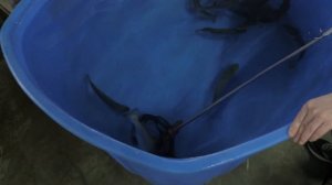 Конец эксперимента «Выращиваем форель в УЗВ на тёплой воде»