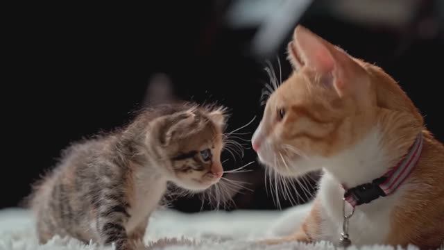 Лучшие корма для кошек - рейтинг смотреть онлайн