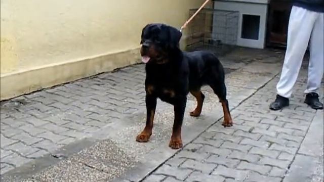 Uran vom Beni смотреть онлайн