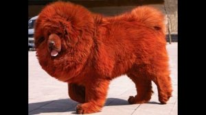 Тибетский мастиф