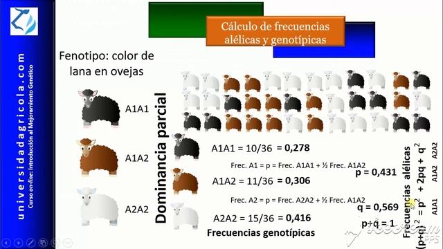 MGP_Video 4 Cálculo de frecuencias alélicas y genotípicas смотреть онлайн