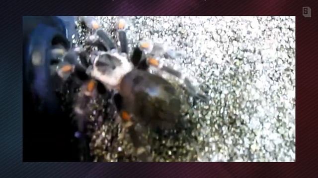 How to: Cage preparation for Premolt Spiders смотреть онлайн