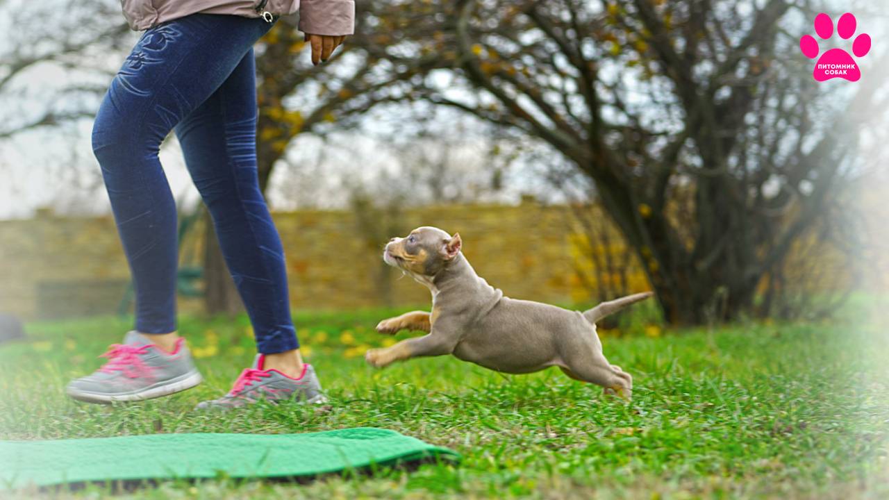 Незваные гости проникли на съемку! Элитные щенки породы Американский булли ждут хозяев! смотреть онлайн