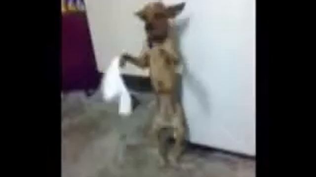 Танцующая собака смотреть онлайн