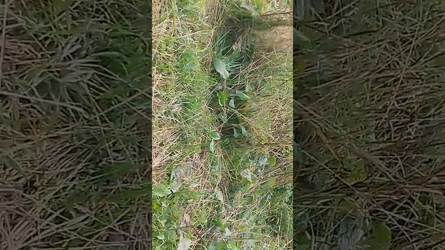 Хорек на даче