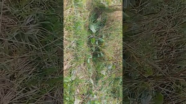 Хорек на даче