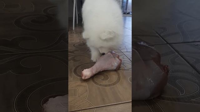 Щенок самоеда знакомится со своим ужином. смотреть онлайн