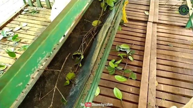 Simple Integrated Goat and Chicken Farm | Amazing Integrated Goat and Poultry Farm Design смотреть онлайн