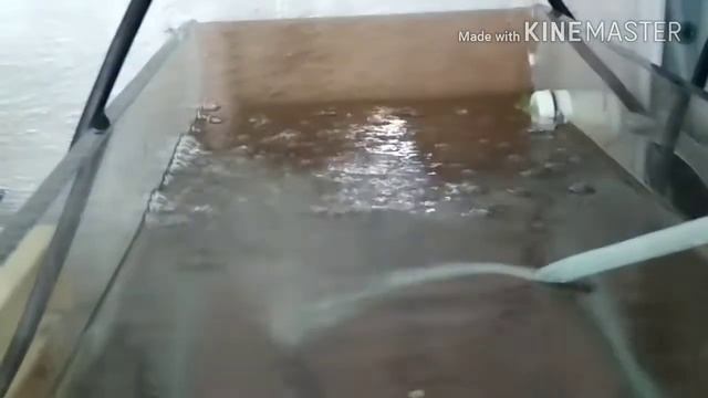 Посылка аквариумные рыбки скалярия смотреть онлайн