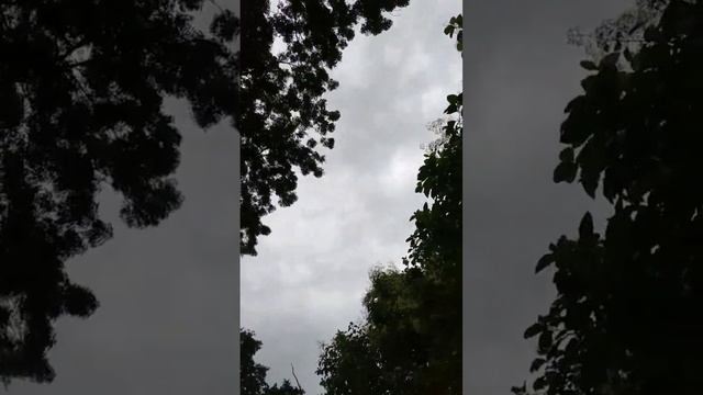 Gallery Forest In Monsoon