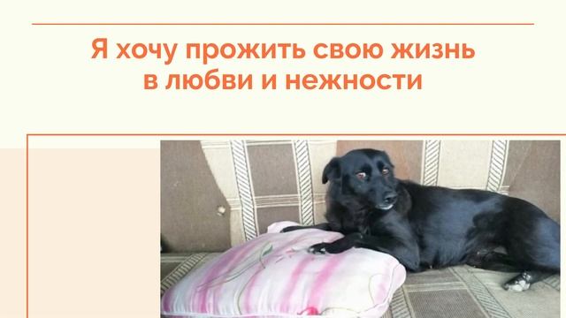 Найда в поиске хозяина! смотреть онлайн