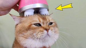 6 САМЫХ ПРИКОЛЬНЫХ ИГРУШЕК ДЛЯ КОШЕК С АЛИЭКСПРЕСС!