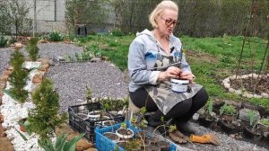 Штамб из бересклета