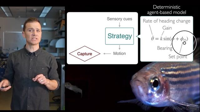 SICB2021 Chance events & strategic behavior in the predator-prey interactions of fishes смотреть онлайн