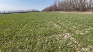 Первая подкормка пшеницы. СКОЛЬКО? КОГДА?