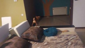 Самая маленькая сторожевая собака или питтой терьер на страже.