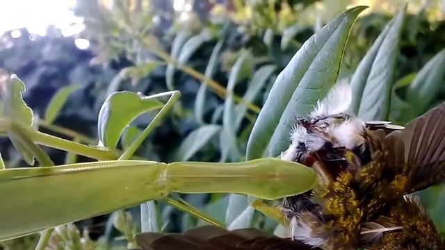 Lucky Insects and Insect Benefits: The Praying Mantis смотреть онлайн