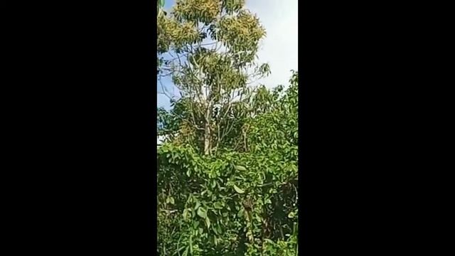 Jaguar in Suriname be like 🇸🇷.... смотреть онлайн