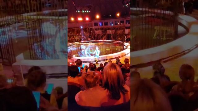 VID-20241223-WA0026 смотреть онлайн