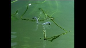 Одиссея Жака Кусто 1 сезон 29 серия (документальный сериал, 1966 – 1987)