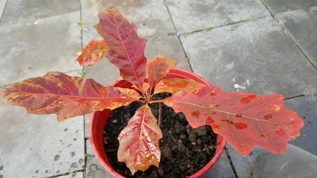 Как вырастить красный дуб из жёлудя?