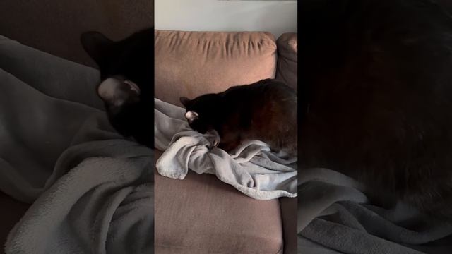 Наш Бэтмен, кот