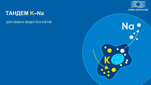 ГидраMакс / Hydramax / Coral Club #coralclubбишкек #коралклуб #кыргызстан