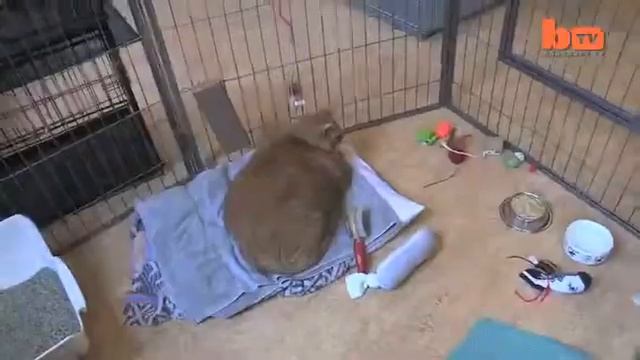 Самый толстый кот в мире смотреть онлайн