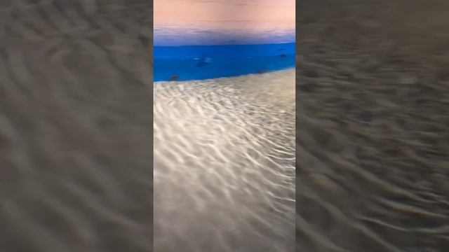 Скаты в Аквариуме Антальи смотреть онлайн