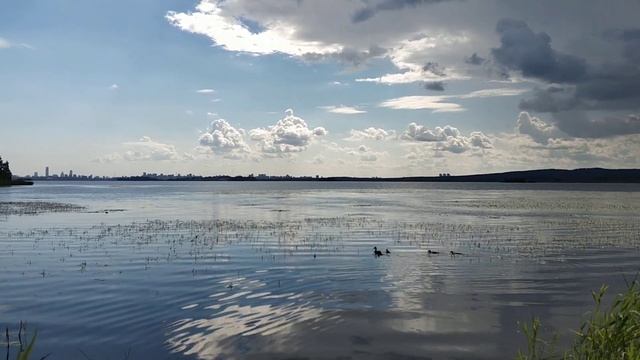 #утки смотреть онлайн