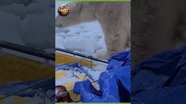 Жизнь медведя