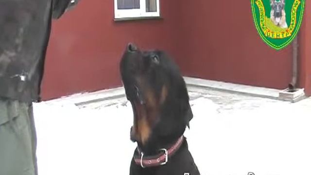 Дрессировка ротвейлера, трюковая дрессировка собак смотреть онлайн