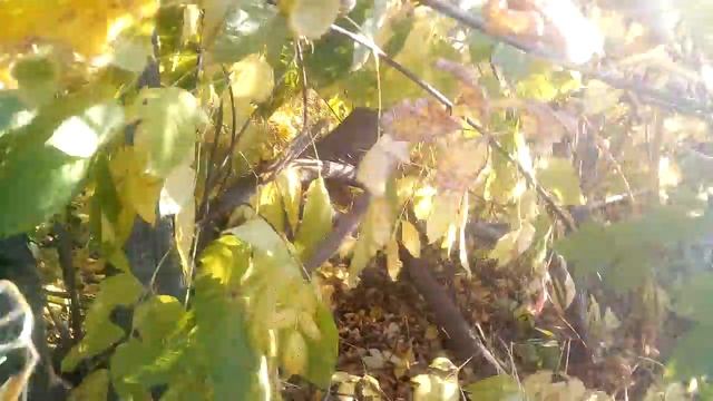 Загадочное существо в лесу смотреть онлайн