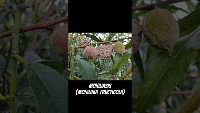 Enfermemix! #plants #nature #peach #botrytis #rust