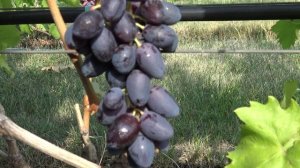 Виноград Сюзанна  Красная пуля