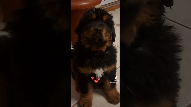 тибетский мастиф смотреть онлайн