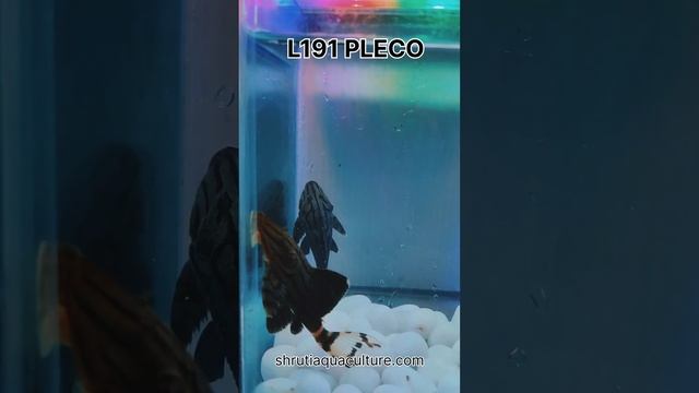 L191 PLECO смотреть онлайн