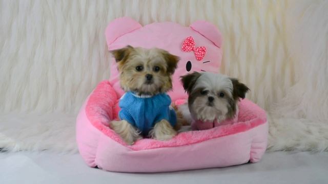 Puppies test out a new doggy bed DOG AND DIVA boutique for small sized pets смотреть онлайн