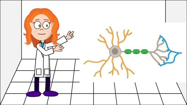 Professor Amelie explains a neuron смотреть онлайн