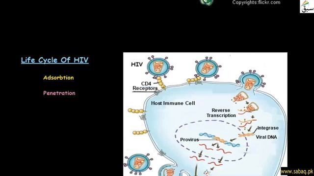 Structure of HIV, Retrovirus, Biology Lecture | Sabaq.pk смотреть онлайн