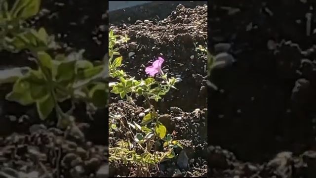 Зимнее цветение роз. 19.12.21. смотреть онлайн