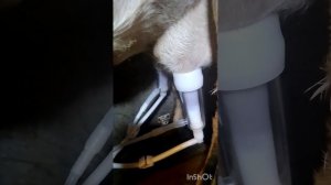 Доильный аппарат для коз из Китая с пульсатором.Выдоить всё молоко аппаратом.