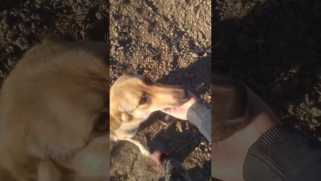 Счастливы вместе!!! Собачка Сента. Продолжение. смотреть онлайн