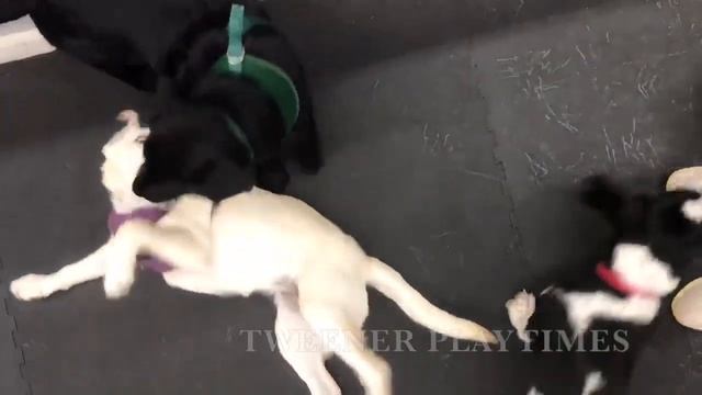 Virtual Tour Dog Gone Smart! смотреть онлайн