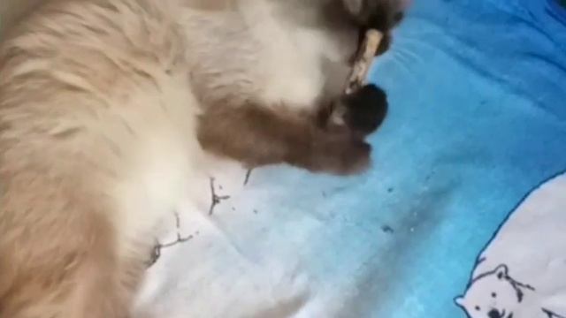 6 Funny CATS fooling around with CAT MINT 😵🐱🌿 Смешные КОШКИ дуреют от КОШАЧЕЙ МЯТЫ 😆 смотреть онлайн