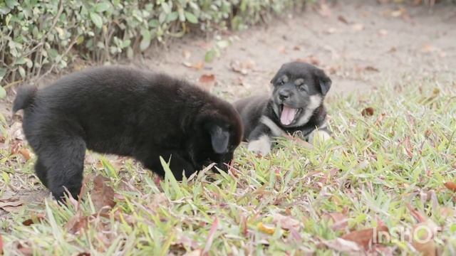 Dog Puppies barking Щенки Собаки лают и играют смотреть онлайн