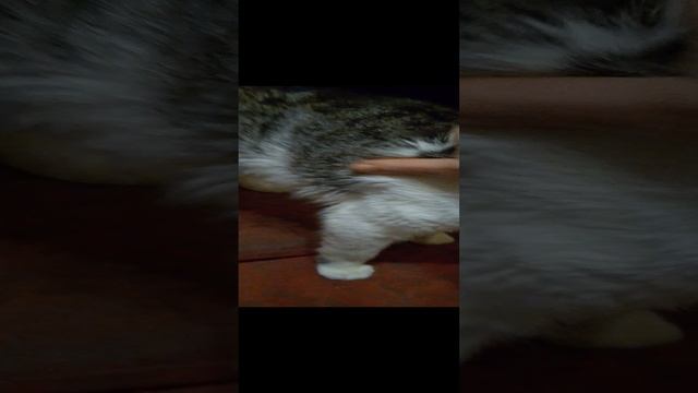 Доброе утро от Тимочки!🐱