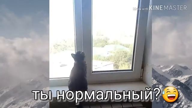 Кот хочет открыть окно смотреть онлайн