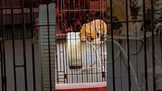 VID-20241223-WA0021 смотреть онлайн