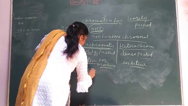 12th class bio chapter -6 topic Euchromatin and heterochromatin by Renu Sharma смотреть онлайн